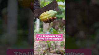 Farmers in Ghana are being pressured to sell land once used for cocoa China [upl. by Noyr846]