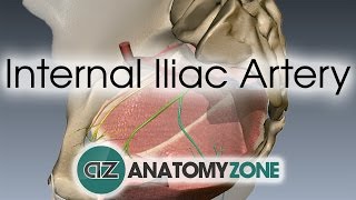 Internal Iliac Artery [upl. by Joscelin]