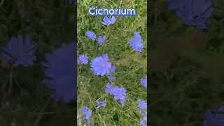 Medicinal Chicory latCichórium is a genus of biennial or perennial herbs of the Asteraceae family [upl. by Murdocca400]