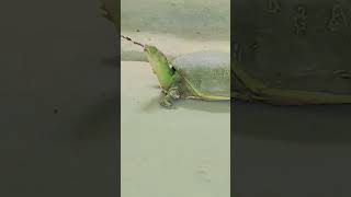 crazyxyz fishing funny turtles sauravjoshivlogs shortsvideo dailyvlog nayanasin familyvlog [upl. by Delorenzo]