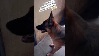 Vaccination day gsd funnydog ytshorts dogvideos [upl. by Kirbee402]