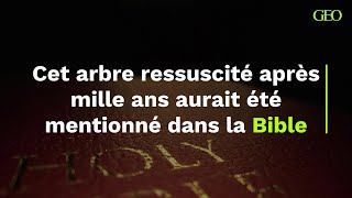 quotRessuscitéquot à partir dune graine de mille ans cet arbre aurait été mentionné dans la Bible [upl. by Nels]