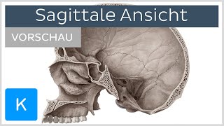 Schädel Sagittale Ansicht Vorschau  Kenhub [upl. by Grieve249]