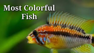 Top 20 Most Colorful Freshwater Fish  59 [upl. by Gottfried]