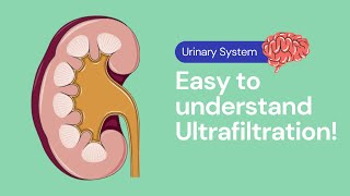 Ultrafiltration in the Kidney  Excretion [upl. by Lavery373]