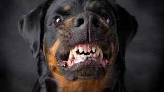 GUTSY the Rottweiler angry and barking our Rottweiler aggressively attacking 👹 [upl. by Ram]