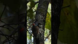 Northern Flicker [upl. by Gnoc]