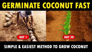 How to Germinate Coconut Seeds Fast Coconut Planting Method [upl. by Ciaphus869]