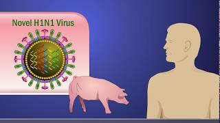 Antigenic Shift and the H1N1 Influenza A Virus [upl. by Rasec894]