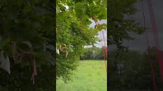 ASMR Nature Walk  Avebury England [upl. by Akilaz]