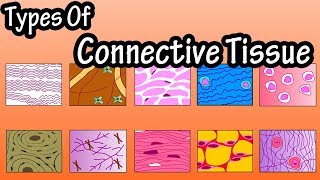 Types Of Connective Tissue  What Is Connective Tissue  Functions Of Connective Tissue [upl. by Aiveneg284]