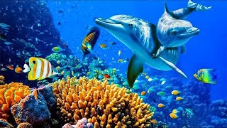 Relaxing Music to Relieve Stress Anxiety and Depression • Mind Body 🐬 Soothing music for nerves [upl. by Irolav162]