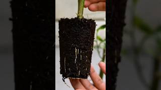 Growing lemon tree from cutting propagation lemontree shortsvideo [upl. by Arehs535]