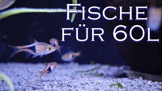 3 FischArten für dein 60l Aquarium  Fischvorstellung  AquadoZoo Dortmund [upl. by Reifinnej]