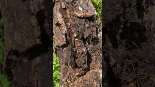 How nature makes compost [upl. by Clellan]