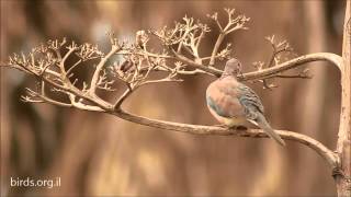 Laughing Dove  Stigmatopelia senegalensis  צוצלת [upl. by Hieronymus]