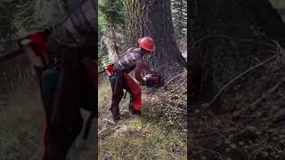 chainsaw cutting treefalling treecuttingskillspowertoolsforestwood chainsawswoodcuttingtools [upl. by Geraldina]