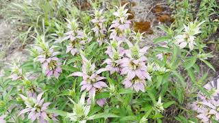 Mondays with Martha 164  Horsemint [upl. by Adlen]