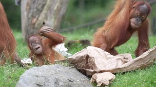 orang utan baby video 4kzoo baby animals 4kZoo Leipzigleipzig 4k Pongoland Germany [upl. by Ruckman976]