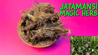 Jatamansi for Hair Growth Stress amp Premature Greying  What Is Jatamansi [upl. by Nwotna]