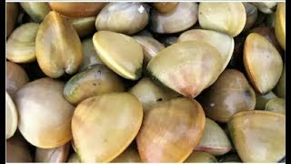 Clam Curry  Kakka Curry  Erunth curry  Seafood  Traditional Cooking food cooking recipe [upl. by Rockel]