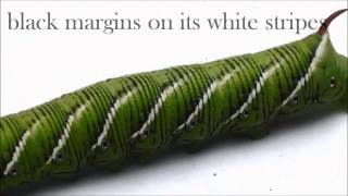 How to ID Two Common Hornworms [upl. by Chui216]