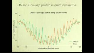 Mapping Nucleosome Positions Using DNase [upl. by Nahtaj395]