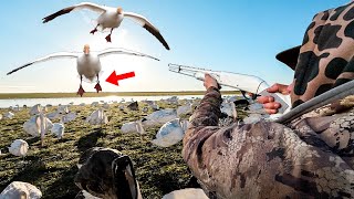 SHEET WATER SNOW GOOSE BANDS AND TUBES [upl. by Nnylimaj]