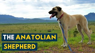 Anatolian Shepherd Your Guide to One Of The Oldest Dog Breeds Of All Time [upl. by Gairc]