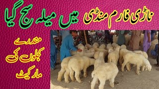 anari farm mundi min Mila saj gya Mundray Chhatray ki market Kashifgoatinfo 03333938738 [upl. by Oremodlab]