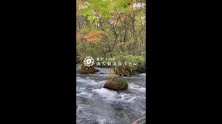 【公式】奥入瀬渓流ホテル｜紅葉と奥入瀬渓流のコラボレーション🍂 [upl. by Ilhsa515]