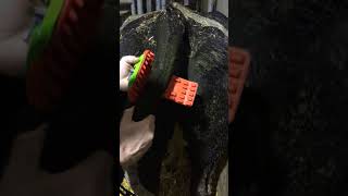 New red rubber How to fit a Moocall calving sensor to a smaller tail [upl. by Cassey]