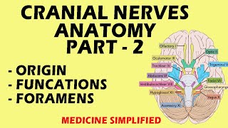 Cranial Nerves Anatomy  Cranial Nerves and their Functions  Part 2 anatomy medicine [upl. by Jeffries]