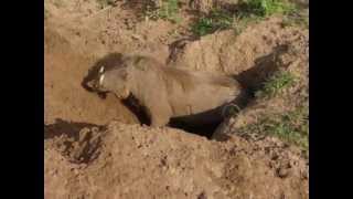 Warthog Digging a Burrow [upl. by Yffat]