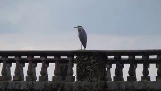 Capesthorne Hall Carp Fishing  A Heron Lands on the Bridge [upl. by Dranyar]