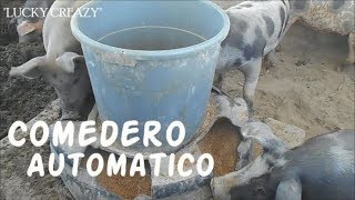 COMEDERO AUTOMÃTICO PARA CERDOS Â¨Lucky CrazyÂ¨ [upl. by Oinotnaesoj]