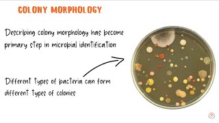 Bacteria Structure Classification Functions  हिंदी  जीवाणु का वर्गीकरण और कार्य हिंदी में [upl. by Ztnahc]