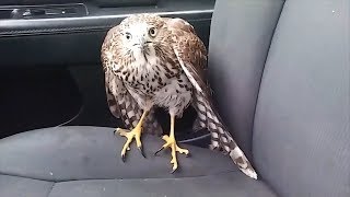 Hawk hides from Hurricane Harvey in taxi refuses to leave [upl. by Reddin]