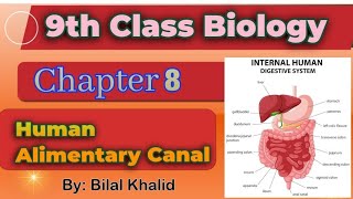 Human Alimentary Canal  Chapter 08  9th class Biology [upl. by Runkle669]