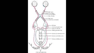 Visual Field Defects Meyers Loop amp Dorsal Optic Radiation [upl. by Aimit]