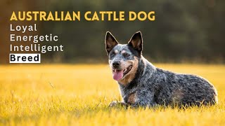 All About the Australian Cattle Dog A Hardworking Herding Dog Breed  Blue Heeler  Red Heeler [upl. by Llertnod]