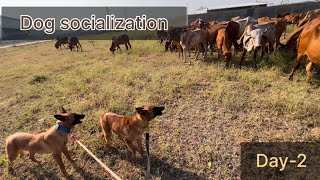 Dog socialization Two 5 months puppy’s Belgian Shepherd Day2 dog dogstraning dogtrainer [upl. by Rybma]