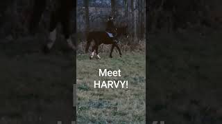 Coming soon to a Vlog near you meet Harvy horse daybydayvlogs [upl. by Enawyd]