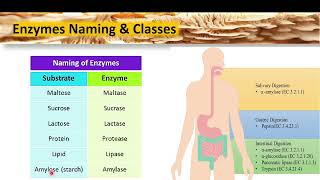 Enzyme Chemistry  Lecture 1 [upl. by Hollah570]