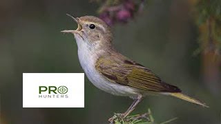 Western Bonellis Warbler Bird Sound Bird Calling [upl. by Suzette840]