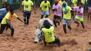 Sundara Cholapuram jallikattu சுந்தரசோழபுரம் ஜல்லிக்கட்டு 2024 PART2 [upl. by Smalley711]