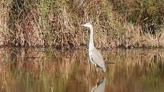 Blauwe Reiger op zoek naar wat te eten [upl. by Acinna]