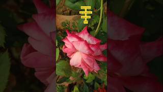 Fertilizer part 5 Rose plant 🌹🌹terracegarden plant fertilizer shorts plantcare rose rosecare [upl. by Yrdnal949]