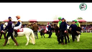 Action from the Shetland Pony Grand National at MMBHT 2017 [upl. by Julienne]