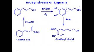 Shikimate PathwayNatural Product Chemistry Lectures [upl. by Goldenberg]